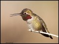 _5SB0350 annas hummingbird